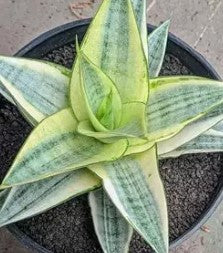 Sanseveria Laurentii
