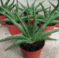 Sanseveria  Black/ Emerald/ Forest/ Jade/ Silver