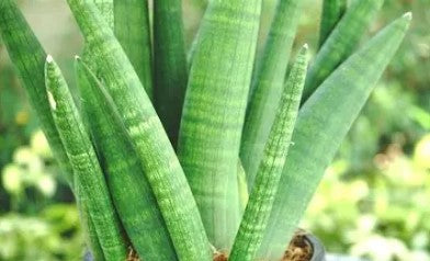 Sanseveria Stuckyii