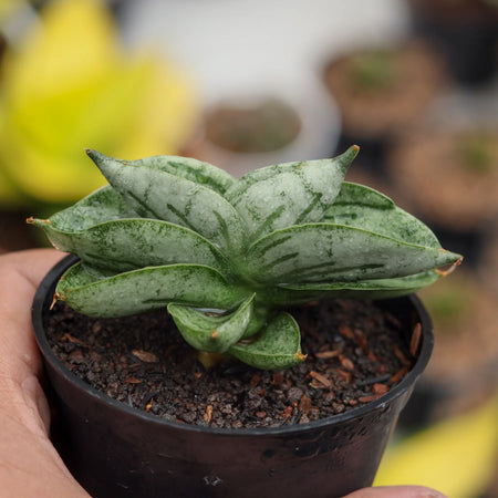 SansevieriaBonji_450x450.webp?