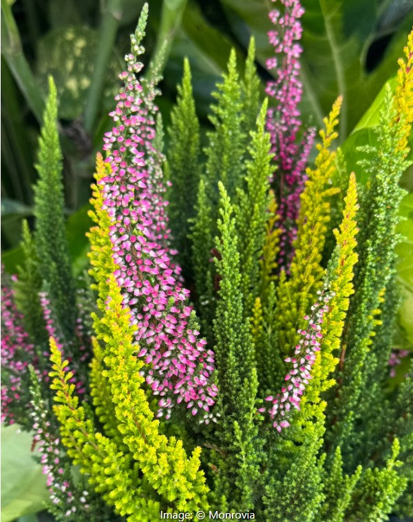 1 QT Calluna Skyline Stockholm