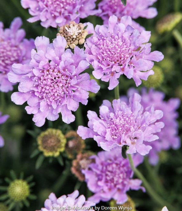 Scabiosa - Pincushion