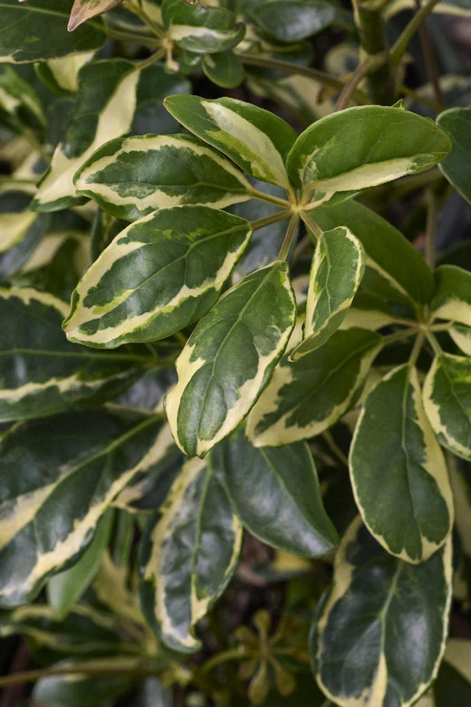 schefflera arboricola pronunciation Variegated Dwarf Umbrella Plant
