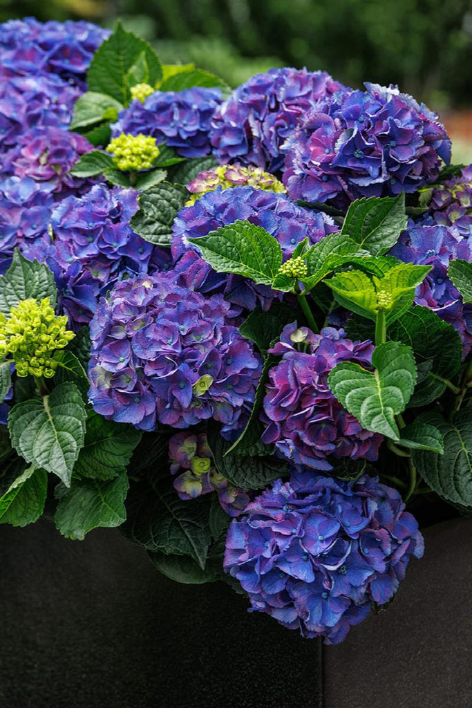 Hydrangea4937　0203 Seaside Serenade® Newport Hydrangea | Little Red Nursery, LLC