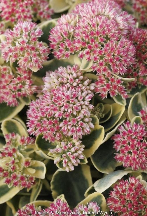 Sedum Vars (Autumn Joy)