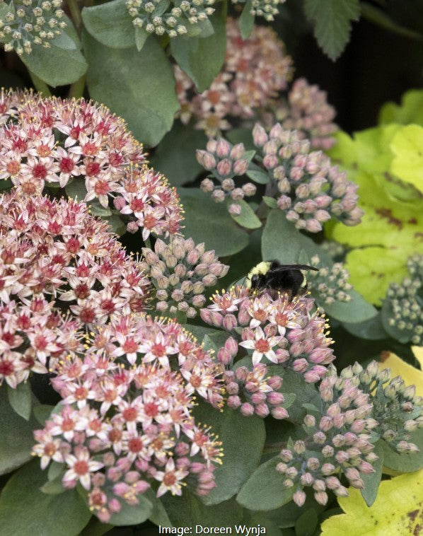 Sedum Vars (Autumn Joy)