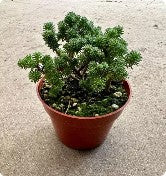 Moni Tree Moni Joshua Tree Sedum Multiceps – Little Red Nursery, LLC