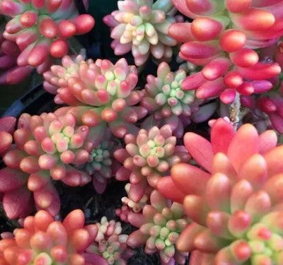 Pink Jelly Beans Sedum