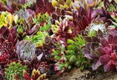 Sempervivum Garden