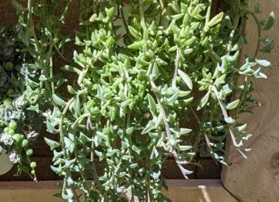 String of Dolphins