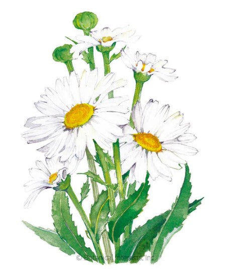 Shasta Daisy Alaska seed
