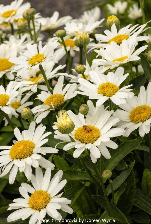 Kilimanjaro Shasta Daisy