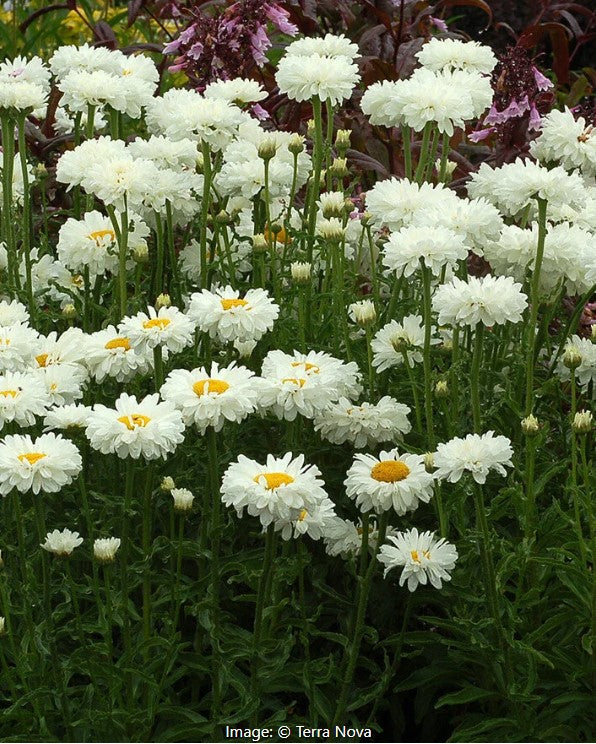Victorian Secret Shasta Daisy