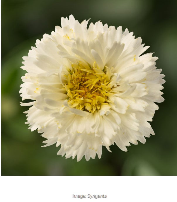 Western Star™ Shasta Daisy