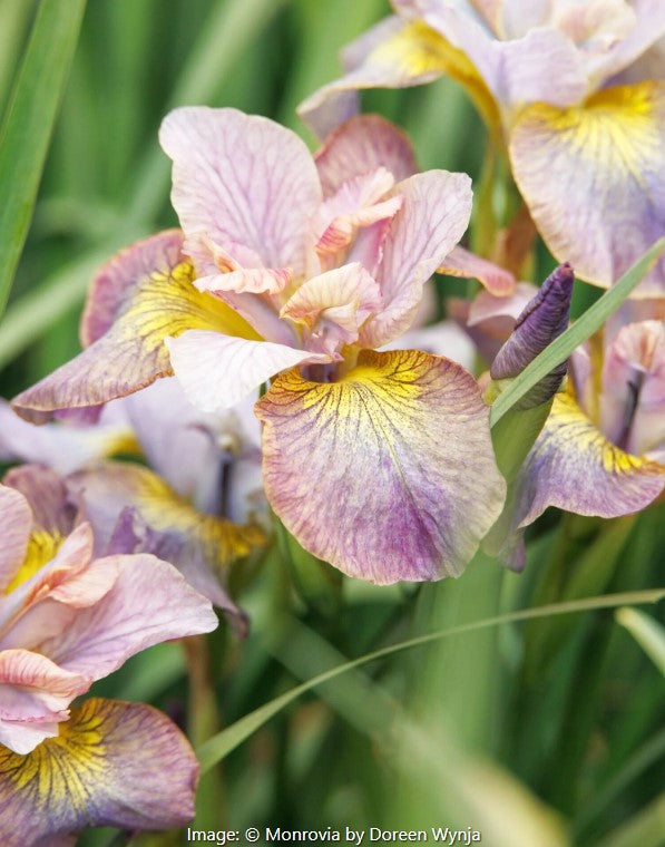 Peacock™ Siberian Iris