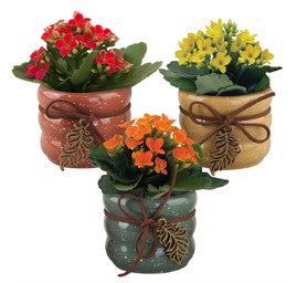 Indoor Garden varieties