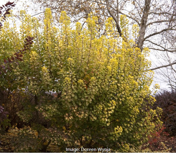 Golden Spirit Smoke Tree