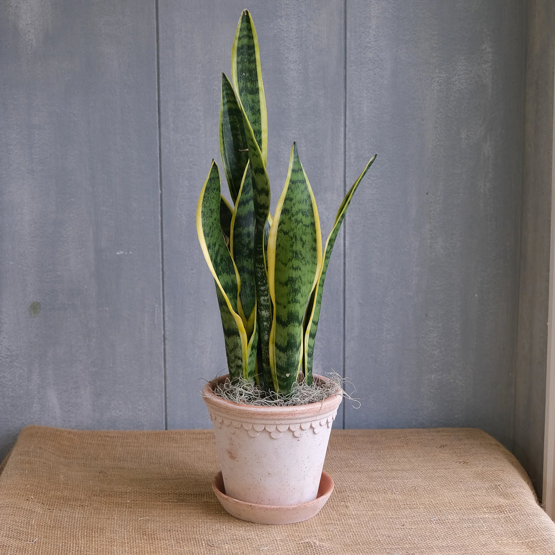 4" SANSEVIERIA
