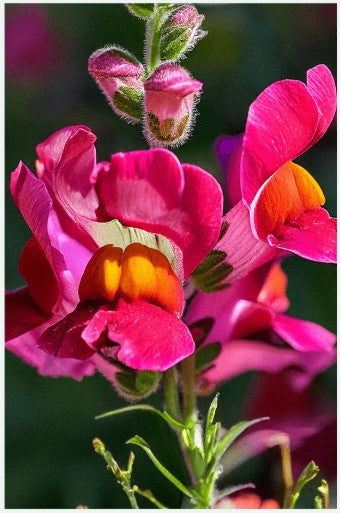 Snapdragon Flower Seeds Pkt