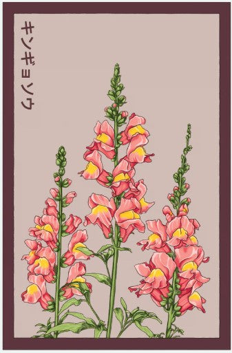 Snapdragon Flower Seeds Pkt