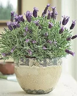 LAVENDER ASSORTMENT