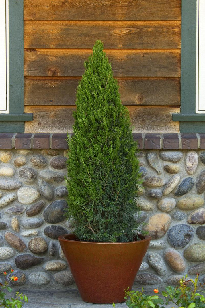 Spartan Juniper