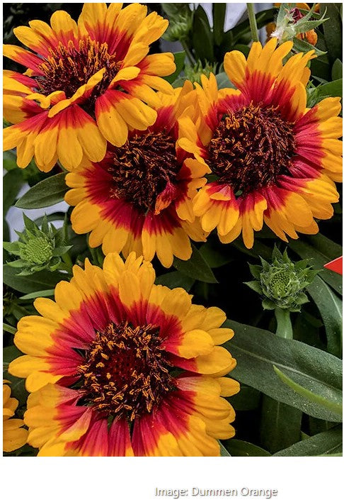 Gaillardia Spintop