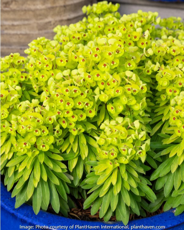 EUPHORBIA ASCOT RAINBOW