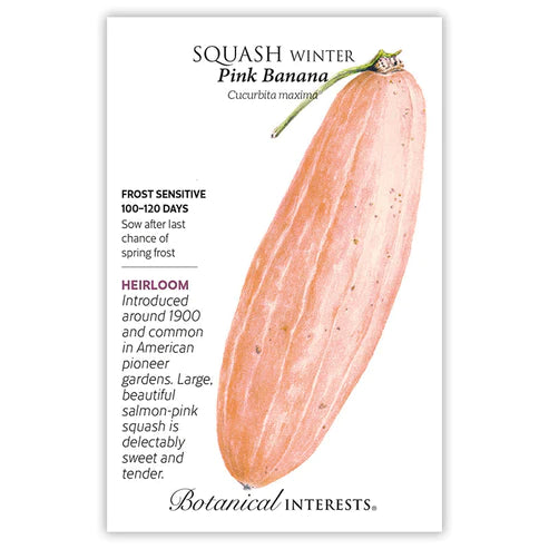 Squash Winter Pink Banana