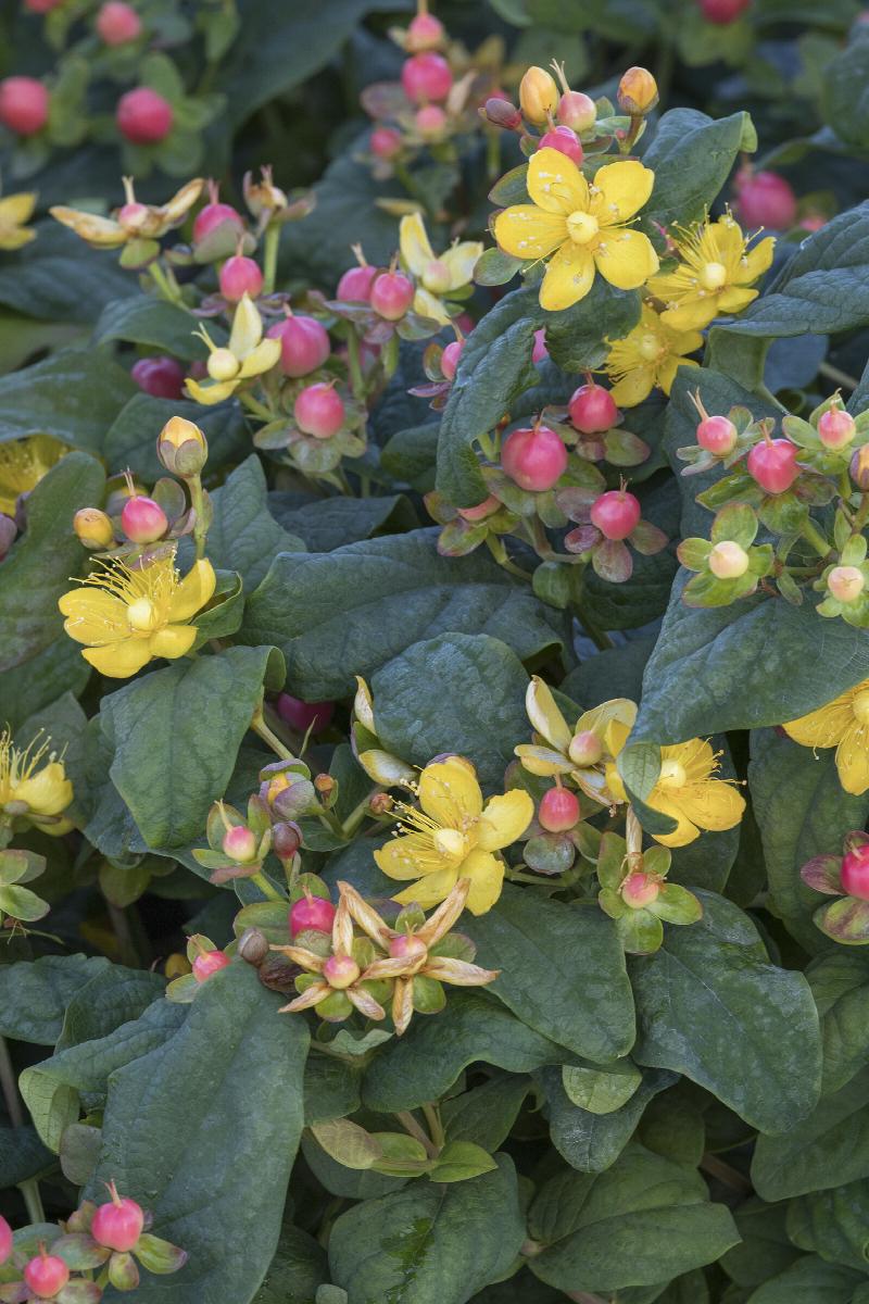 FloralBerry® Rosé St. John's Wort