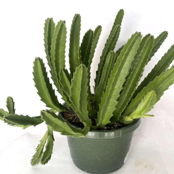 Stapelia Gigantea