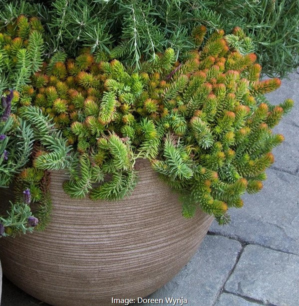 Angelina Stonecrop