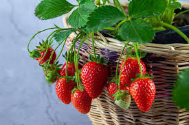 306 Strawberry Berries Galore
