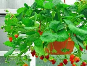 10" Fancy Basket Strawberry