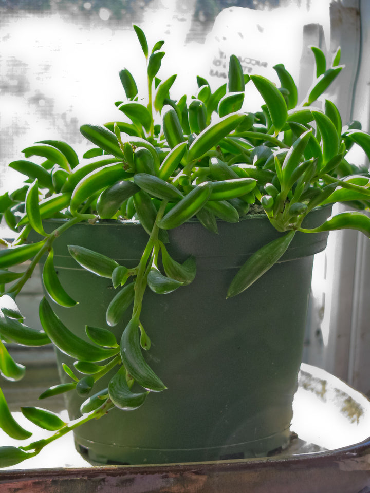 String of Bananas / Fishhooks