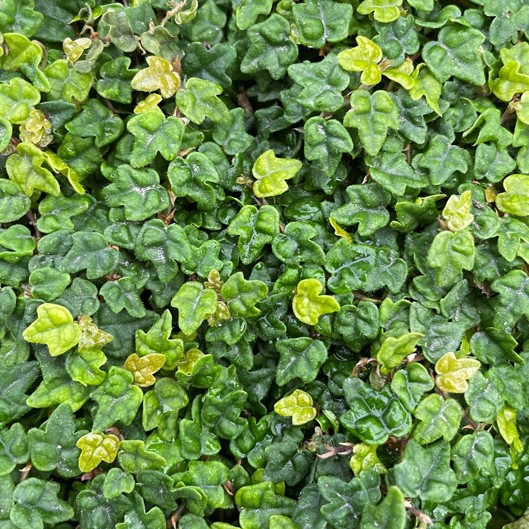 String of Frogs