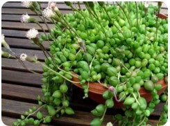 String of Watermelon