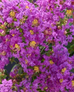 Summerlasting™ Crape Myrtle