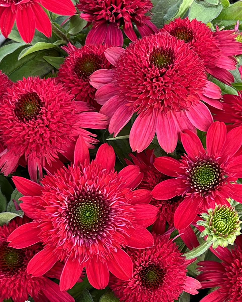 Sunny Days™ Ruby Coneflower