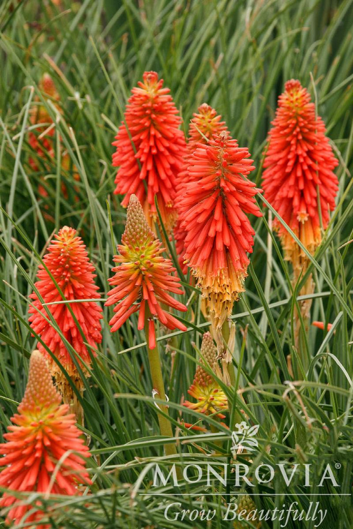 Poco™ Red Hot Poker
