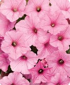 Petunia Baskets