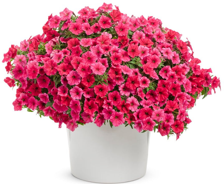 Supertunia Vista® Paradise