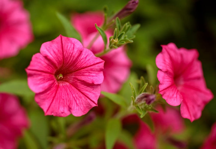 Supertunia Vista® Paradise