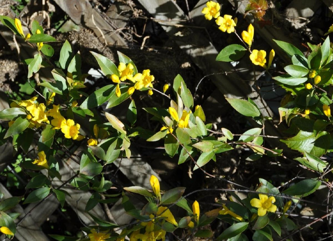 Swamp Jessamine Vine