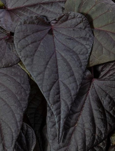 4.5" Fancy Garden Envy - 12's Potato Vine