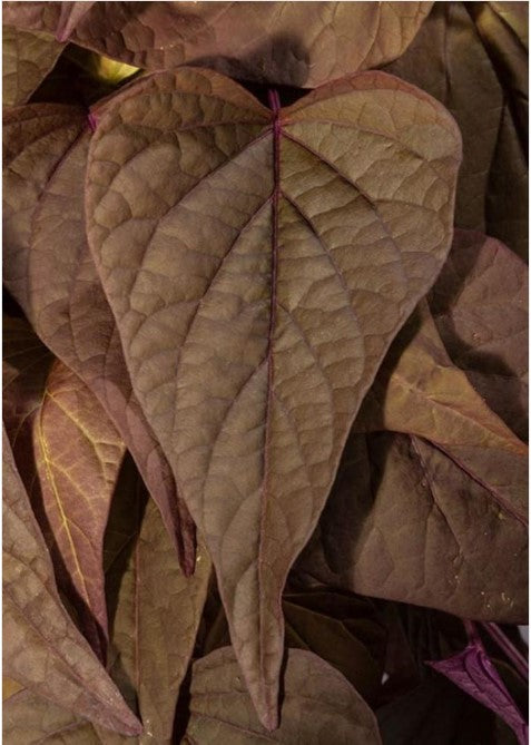 4.5" Fancy Garden Envy - 12's Potato Vine