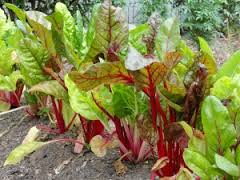 5" Fancy Fall - Swiss Chard - Bright Lights