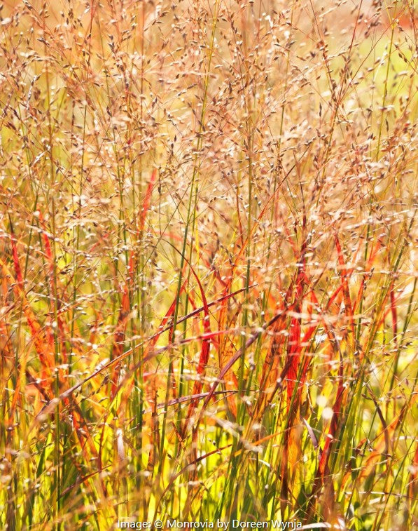 Shenandoah Switch Grass