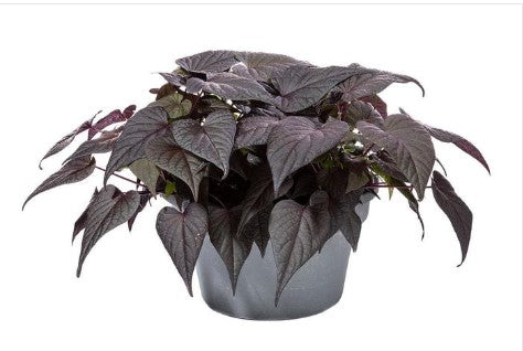 4.5" Fancy Garden Envy - 12's Potato Vine