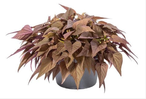 4.5" Fancy Garden Envy - 12's Potato Vine